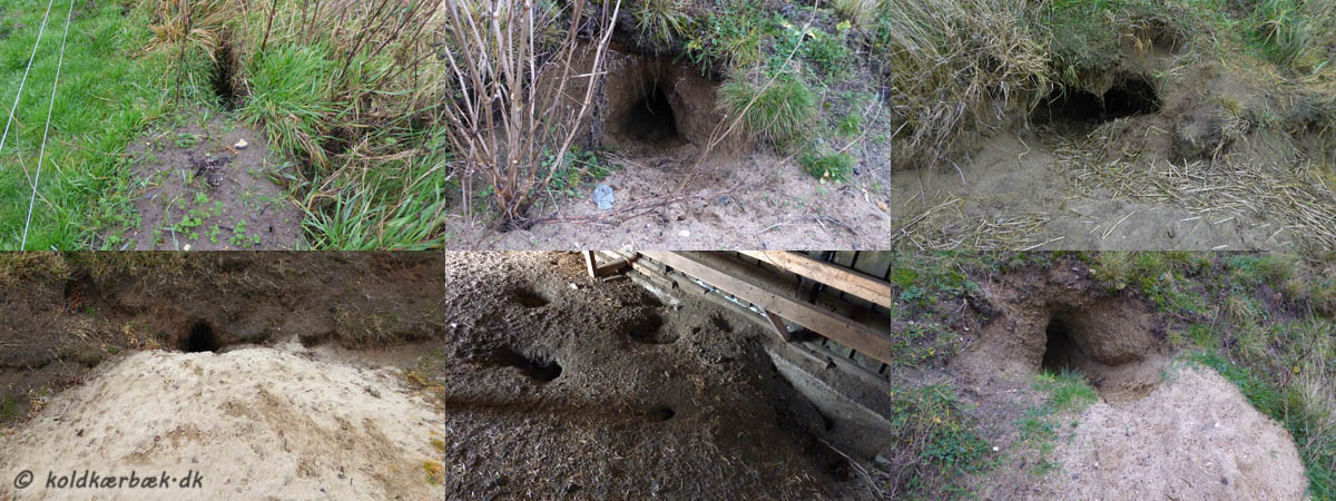 Ræve- og Grævlingegrave ved Koldkær Bæk. 2013, 2014, 2015. Der er rigtig mange grave omkring Koldkær Bæk. Ca. 20 ialt er registreret. Der er sandsynligvis en del flere. Nogle grave er ret undselige, andre er store med en ordentlig bunke opskrab. 